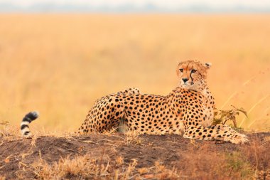 Masai Mara erkek çita