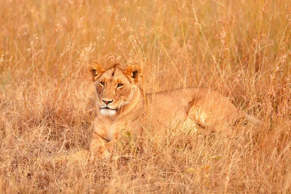 Masai Mara dişi aslan — Stok fotoğraf