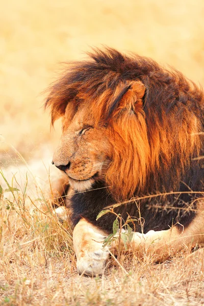 Αρσενικό λιοντάρι στο Μασάι Μάρα — Φωτογραφία Αρχείου