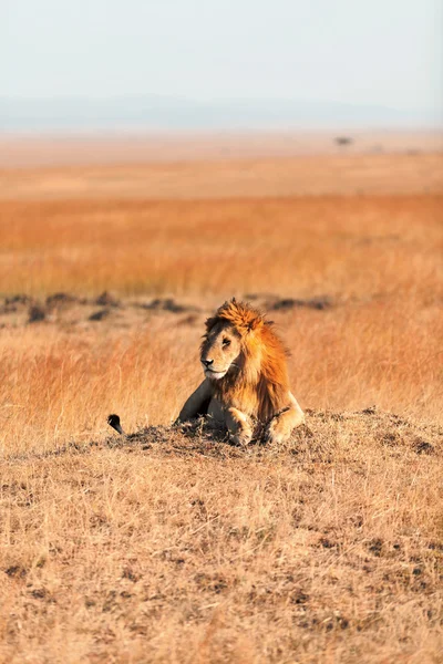 Mannetjes leeuw in Masai Mara — Stockfoto