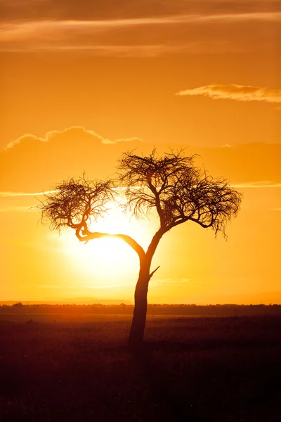 African sunset with acacia — Stock Photo, Image