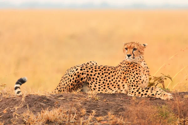 Masai Mara erkek çita — Stok fotoğraf