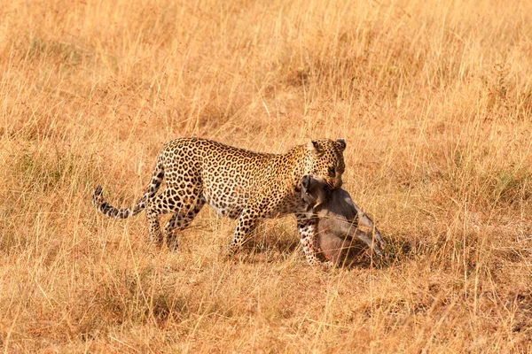 Leopardo femmina a Masai Mara — Foto Stock