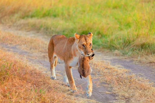 Lion femelle portant un ourson — Photo