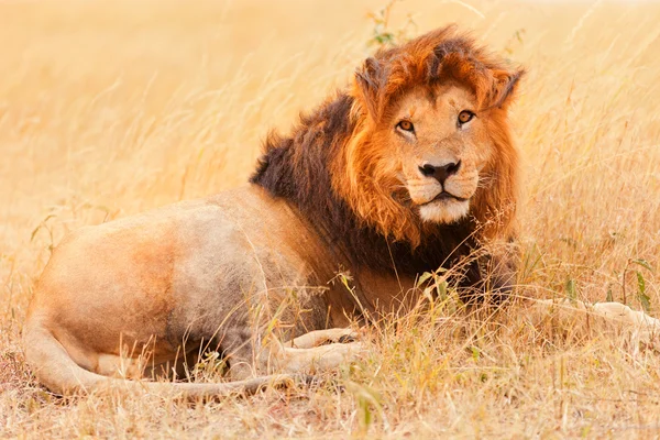 León macho en Masai Mara —  Fotos de Stock