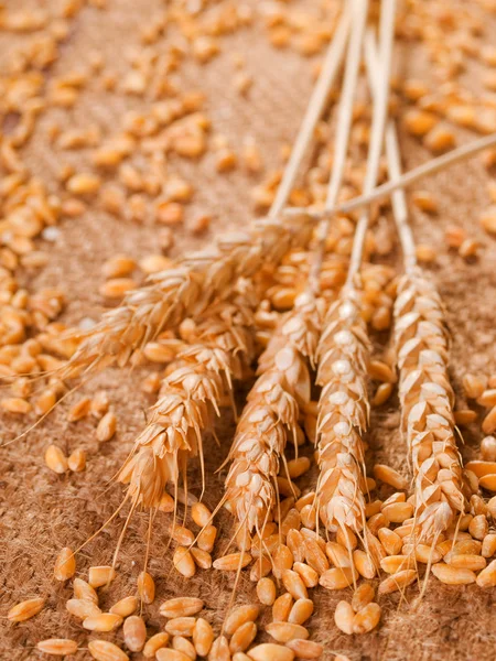 小麦幼穗和粮食 — 图库照片