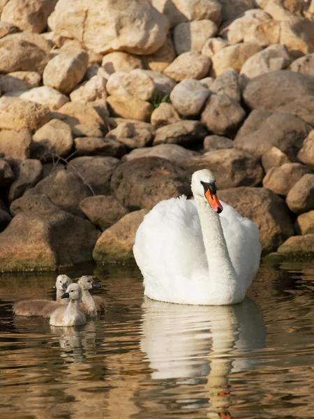 Cisne con cisnes bebé —  Fotos de Stock