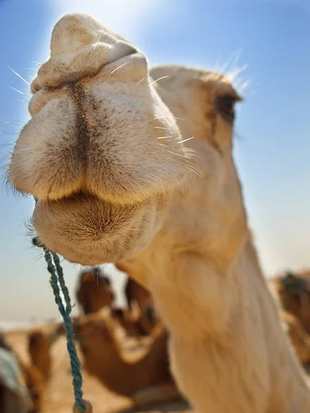 Camel hoofd close-up — Stockfoto