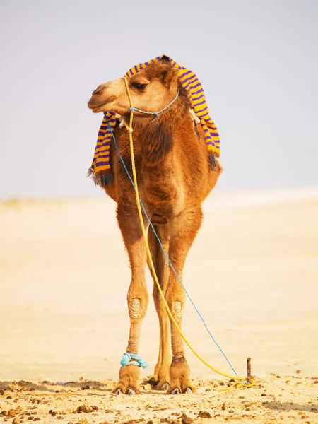 Één kamelen in een woestijn — Stockfoto