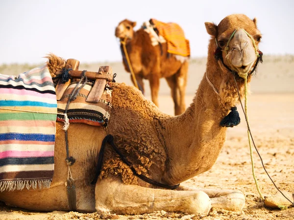 Två kameler i en öken — Stockfoto