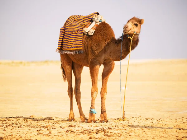 Enstaka kamel i en öken — Stockfoto