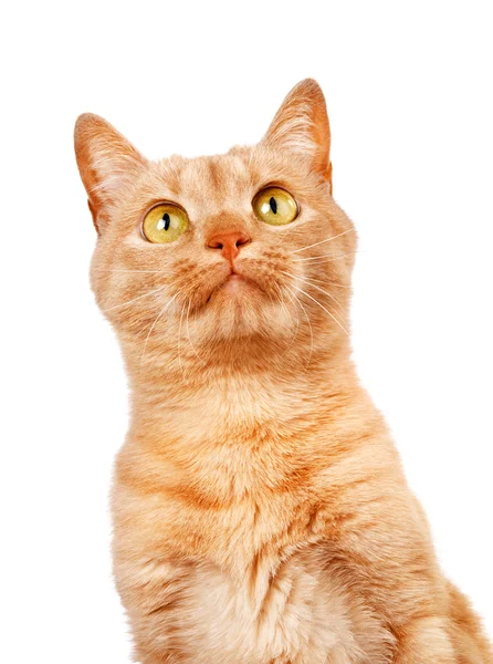 Redhaired kočka na bílém pozadí — Stock fotografie