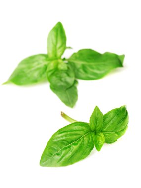 Taze nane yaprakları