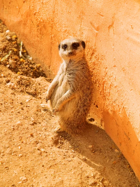 Meerkat κοιτάζοντας την κάμερα — Φωτογραφία Αρχείου