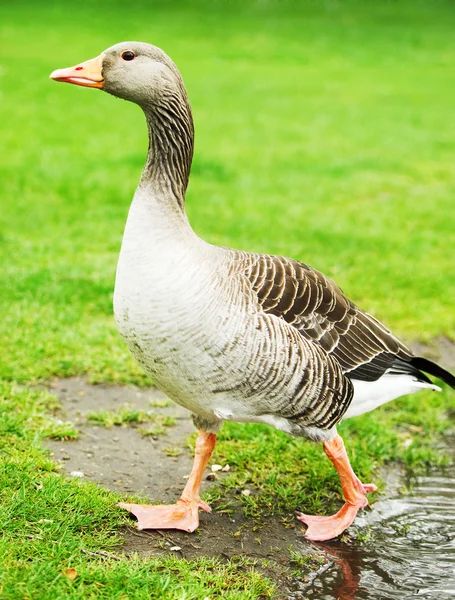 Goose  on green grass — Stock Photo, Image