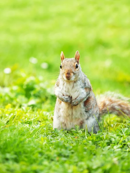 Scoiattolo su erba verde — Foto Stock