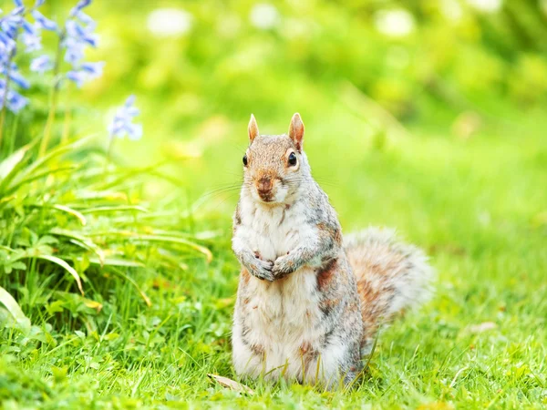 Scoiattolo su erba verde — Foto Stock