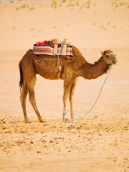 Teve homokos sivatagban — Stock Fotó
