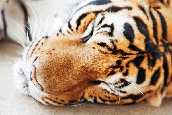 Sleeping tiger in Thailand — Stock Photo, Image