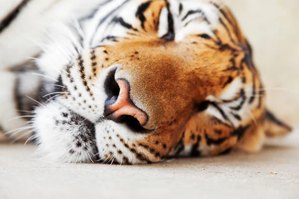 Sleeping tiger in Thailand — Stock Photo, Image