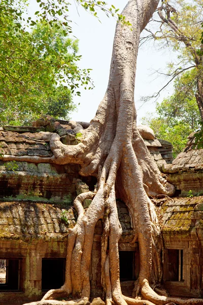 Ta prohm Tapınağı — Stok fotoğraf