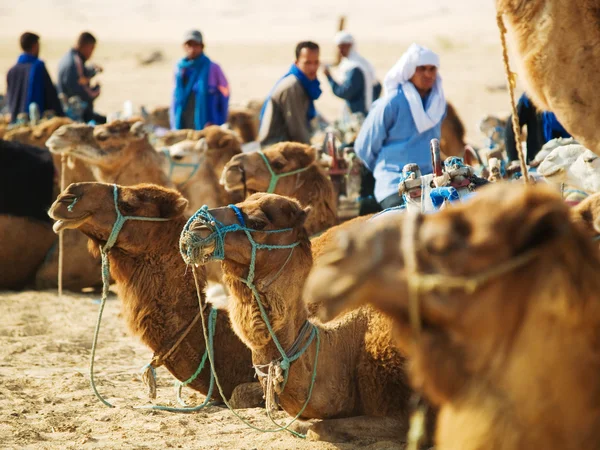 Kameler husvagn i sahara — Stockfoto