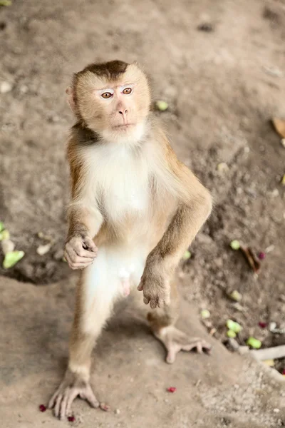 Makak nära Chiang Mai, Thailand — Stockfoto