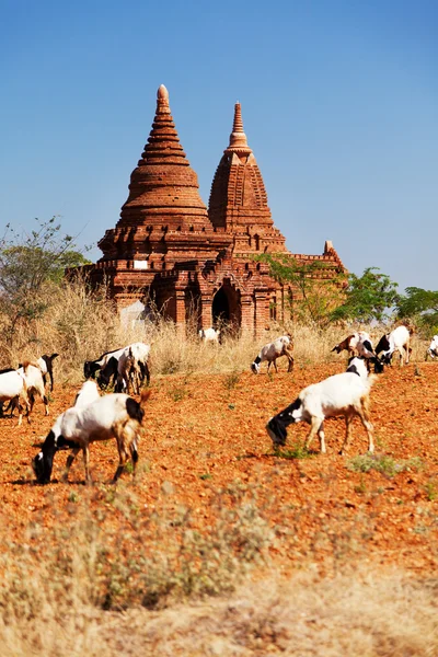 Ancient pagodas in Bagan, Myanmar — Stock Photo, Image