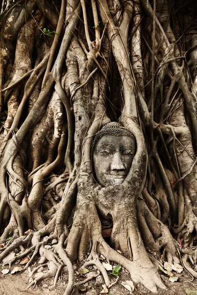 Figura de Buda en Ayutthaya —  Fotos de Stock