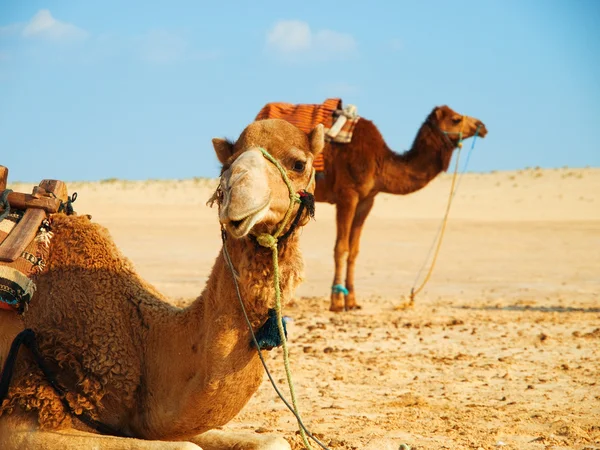 Cammelli nel deserto sabbioso — Foto Stock