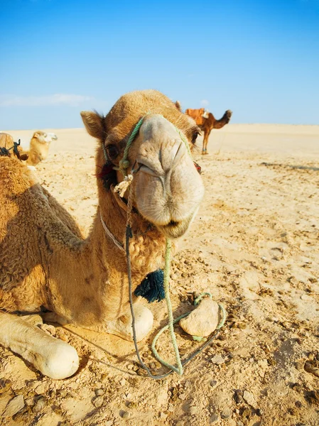 Camelos no deserto arenoso — Fotografia de Stock