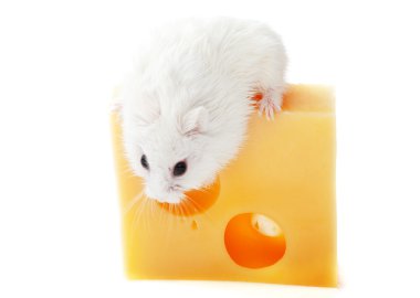 beyaz fare ve peynir