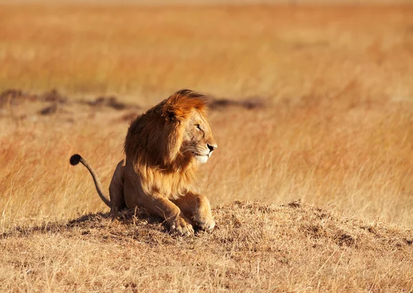 Mannlig løve i Masai Mara – stockfoto