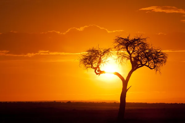 Typisch Afrikaanse zonsondergang — Stockfoto