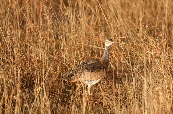 Kori Bustard, Masai Mara — Stock Photo, Image