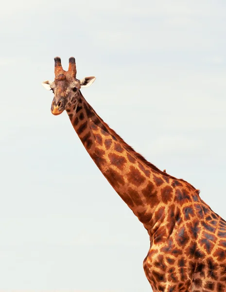 Giraffe in Masai Mara — Stock Photo, Image