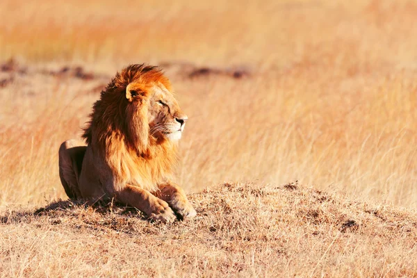 Mannlig løve i Masai Mara – stockfoto