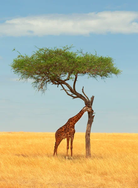 Giraffe in Masai Mara — Stock Photo, Image