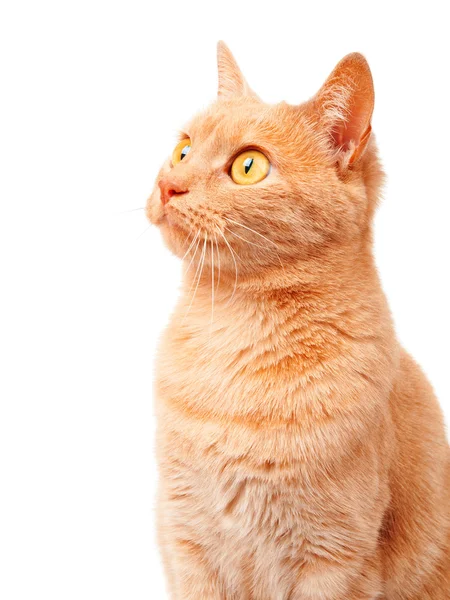 赤い面白い猫 — ストック写真