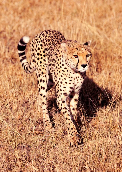 Männlicher Gepard in der Masai-Mara — Stockfoto