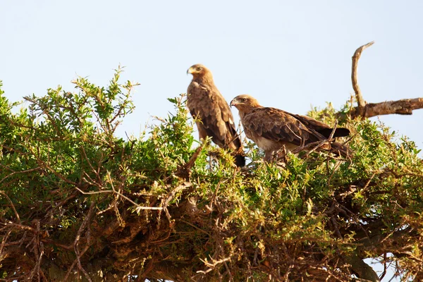 Tawny Eagles, Masai Mara — Stock fotografie