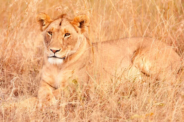 León hembra en Masai Mara — Foto de Stock