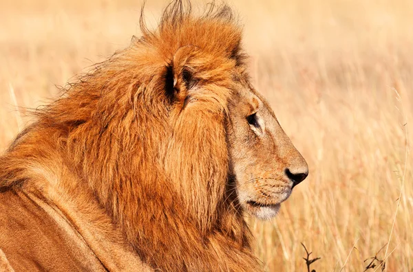 Leão macho em Masai Mara — Fotografia de Stock