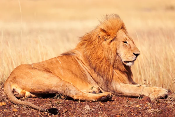 Mężczyzna lew w Masai Mara — Zdjęcie stockowe