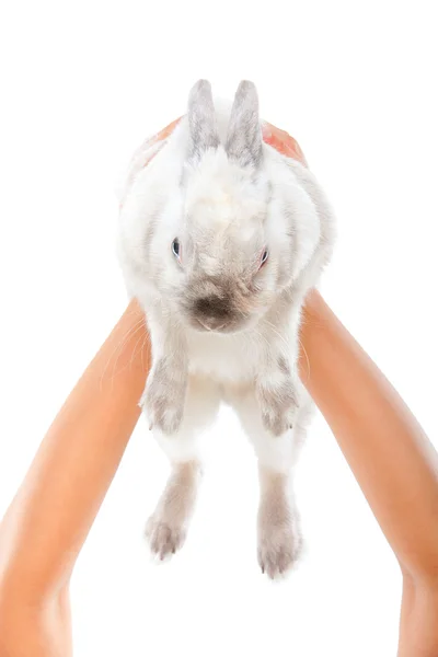 Witte konijn in handen — Stockfoto