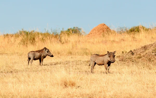 İki Warthogs, Masai Mara — Stok fotoğraf