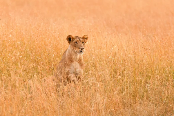 Vrouwelijke Leeuw in Masai Mara — Stockfoto