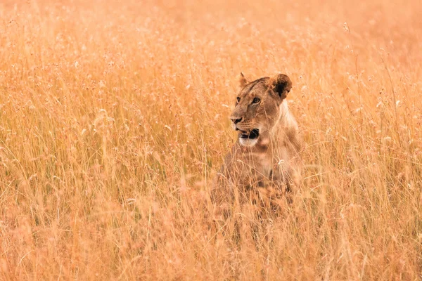 Θηλυκό λιοντάρι στο Μασάι Μάρα — Φωτογραφία Αρχείου