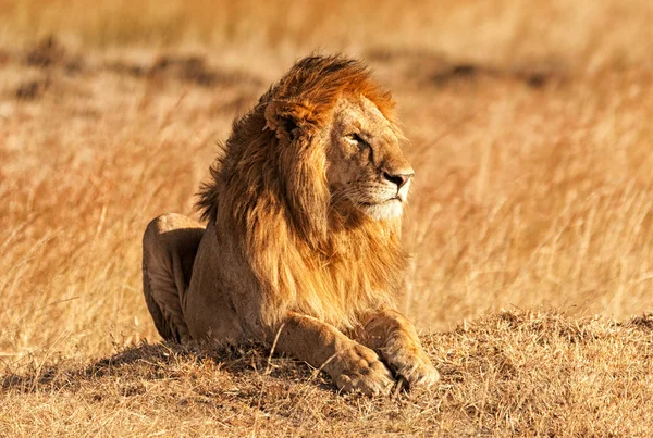León macho en Masai Mara — Foto de Stock