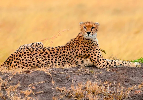 Masai Mara erkek çita — Stok fotoğraf